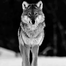 BIBLIOTECA ANTI MATRIX-ITA