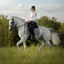 Биомеханика лошади