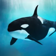 Косатка Ная