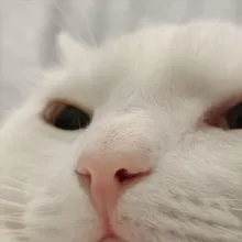 Данилка Бебрыч