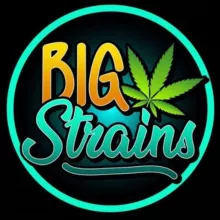 BOUTIQUE BIGSTRAINS