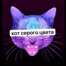 кот серого цвета