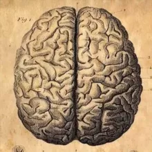 Cerebrum