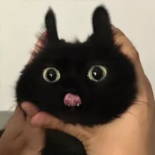 Dsahs