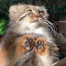 Котовий Кусь