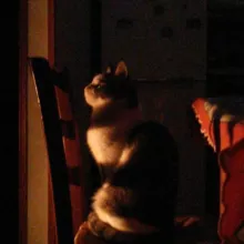 Gatti rotti