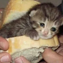 Fucking Content