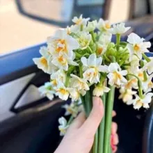 ندى اليَاسَمين 🌼🌺🍃