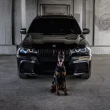 BMW KING