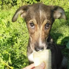 Приют для бездомных животных "Щенячий Ангел" PuppyAngel911 🐶