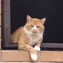 Cats / 🐈 KOSHEDRAVIA 🐈