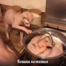 Nocatnoskin