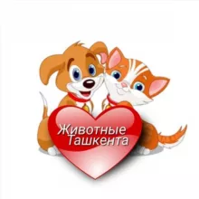 ЖИВОТНЫЕ ТАШКЕНТА