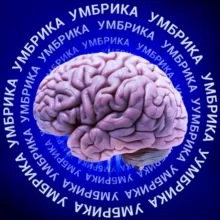 Умбрика🧠