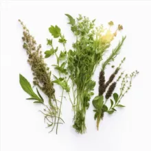 Лекарственные растения 🌿