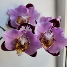Орхидеи flowers-yuga.ru