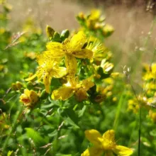 Wildkräuter&Kräuterzauber 🌿🌻🌾