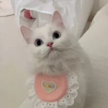 Котики 🤍 Коты 🤍 Котята 🤍 Кошки