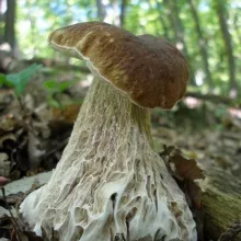 мицелий