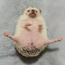 ёжики 🦔