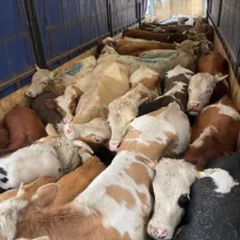 СКОТНЫЙ РЫНОК 🇷🇺🐄🐏🐐
