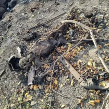 Ukraine war☠️Terrible footage🔞