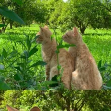 ‹ نَقاء | ☘️ 🤍.