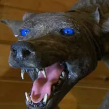 Chupacabra Kennel