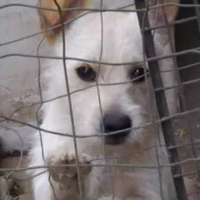 Cane e gatto da salvare, adotta un amico