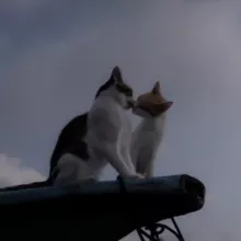 я люблю