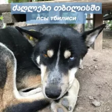 псы тбилиси
