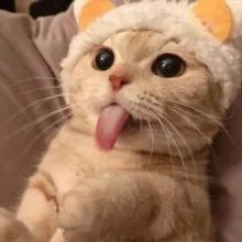 MeowLingo | Английский по фильмам