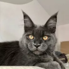 Mainecoon cattery Kotoamatsukami