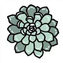 Суккуленты Чат 🌵