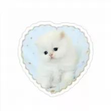 Cute kittens/Милые котятки