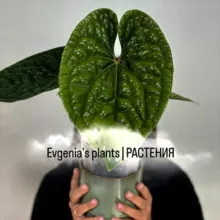 𝐄𝐯𝐠𝐞𝐧𝐢𝐚'𝐬 𝐩𝐥𝐚𝐧𝐭𝐬 | РАСТЕНИЯ