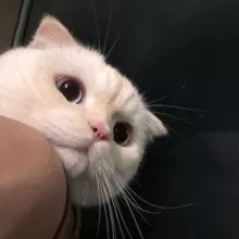 Cats | Meow Котики
