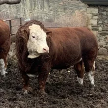 bull_gergebil
