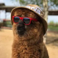 Russian_alpacas / Российские альпаки