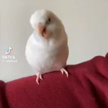 Bird Stuff