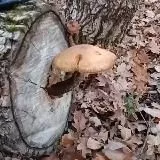 🍄🌾☘️Мухомор&Кудесник🌼🌻🏵