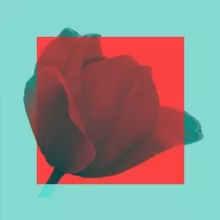 тюльпаны сегодня красные🌺