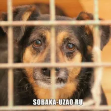 Приют Щербинка SOBAKAUZAO