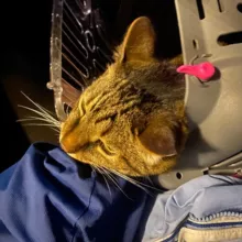 2 кота и много шерсти