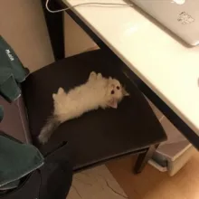 Tiny kittens ₛₘₒₗposting