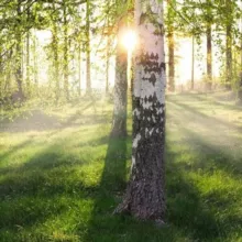 🌿Гармония Леса | Наедине с Природой