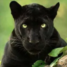 Animal life