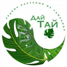 ДайТай