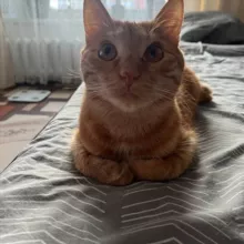 WEREN CHAT (ЗАНОСЫ)