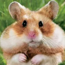 Chat Hamyakov